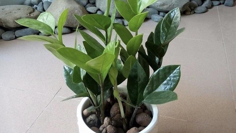 Cảnh báo về một số loại cây cảnh phổ biến trong nhà mà nhiều người không biết có thể tiềm ẩn nguy cơ ngộ độc, đe dọa sức khỏe của các thành viên trong gia đình.