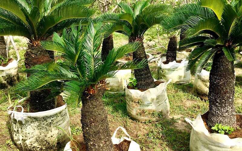 Khám phá những đặc điểm và ý nghĩa sâu sắc khi cây vạn tuế ra hoa