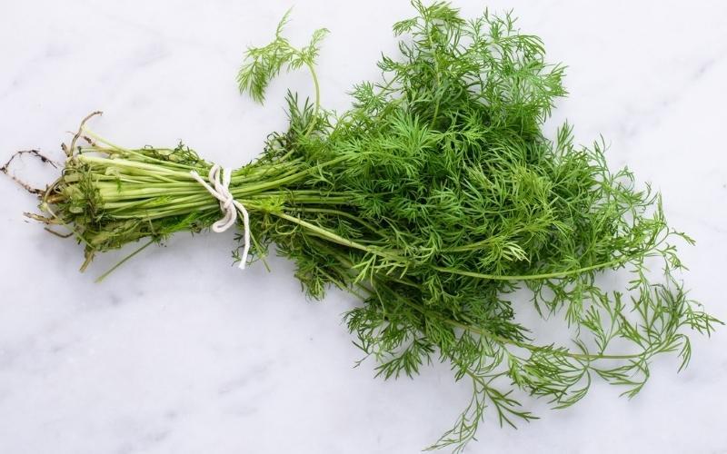 Dill là loại cây gì và những lợi ích sức khỏe của nó ra sao?