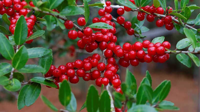 Cranberry, hay còn gọi là trái nam việt quất, là một loại quả đang ngày càng trở nên phổ biến. Hãy cùng khám phá 7 công dụng tuyệt vời của loại quả này và hiểu thêm về giá trị dinh dưỡng mà nó mang lại.
