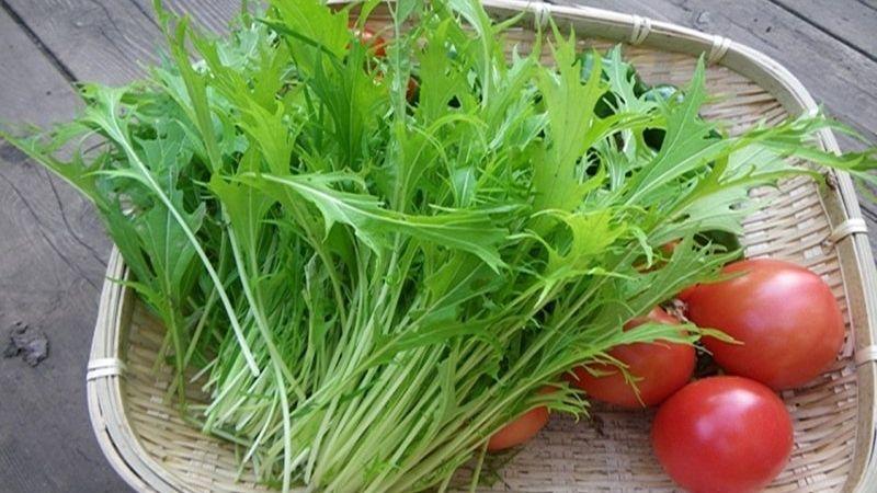 Cải đuôi phụng (còn gọi là rau mù tạt) là gì? Khám phá ngay 6 lợi ích tuyệt vời của loại rau này đối với sức khỏe