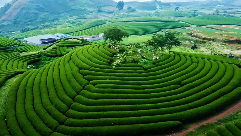 Khám phá vẻ đẹp tuyệt vời của Mộc Châu (Sơn La) – điểm đến không thể bỏ qua cho những ai yêu thích du lịch khám phá.