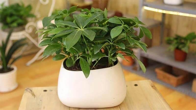 Cây ngũ gia bì có bao nhiêu giống và loại nào hiện đang được yêu thích hơn cả?