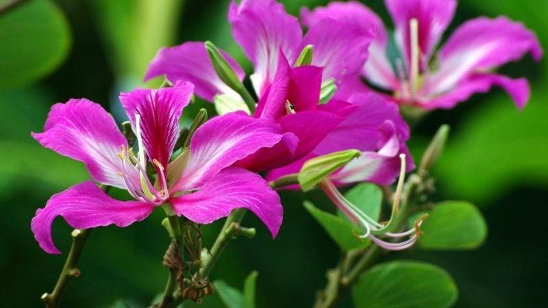 Cây móng bò tím: Khám phá ý nghĩa, hình ảnh và cách chăm sóc tại nhà