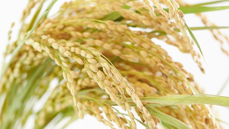 Giá lúa OM 5451 ngày 08/01/2024: Giảm 100 đồng/kg so với hôm qua