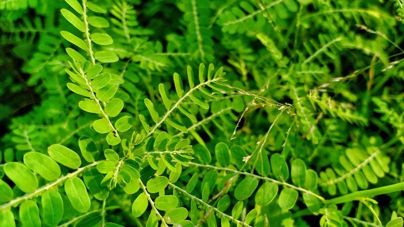 Khám phá những lợi ích tuyệt vời của diệp hạ châu đối với sức khỏe