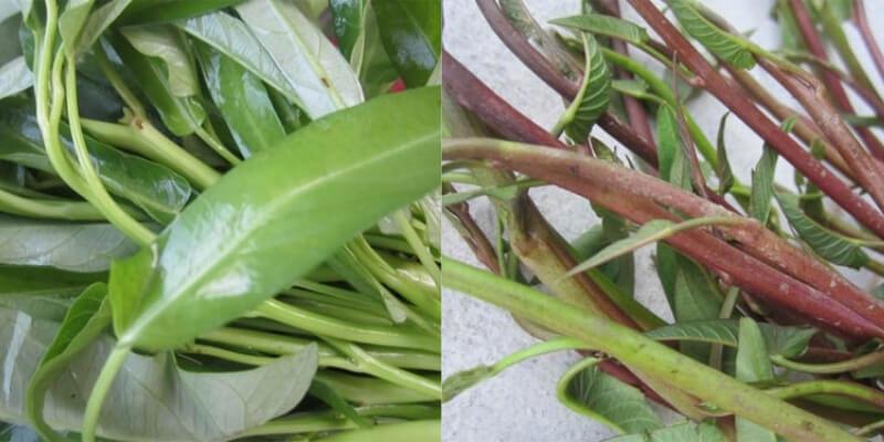 Những lợi ích tuyệt vời của rau muống đối với sức khỏe mà bạn chưa từng khám phá