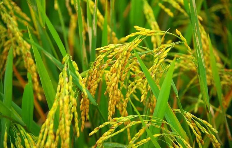 Gạo hữu cơ là gì và liệu nó có thực sự an toàn cho sức khỏe của chúng ta?
