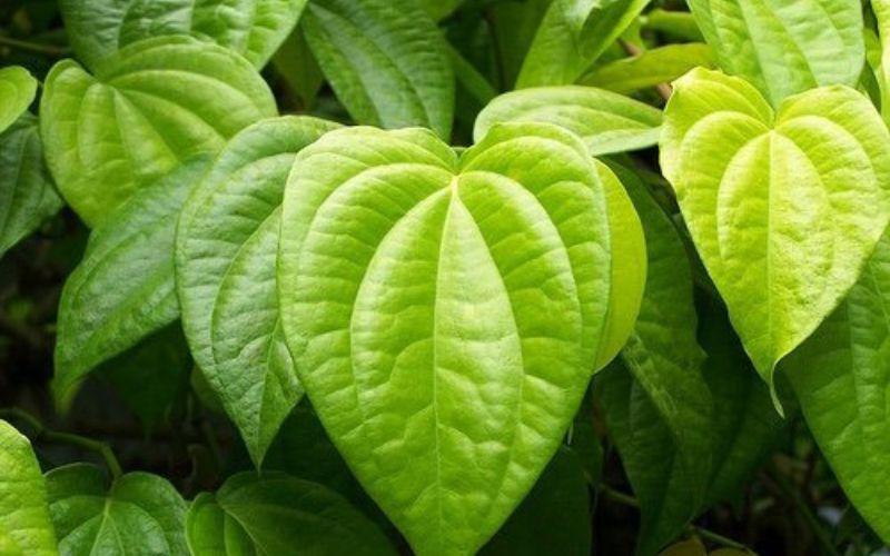 Khám phá phương pháp trị hôi nách hiệu quả từ lá trầu không, đơn giản, tiết kiệm và nhanh chóng