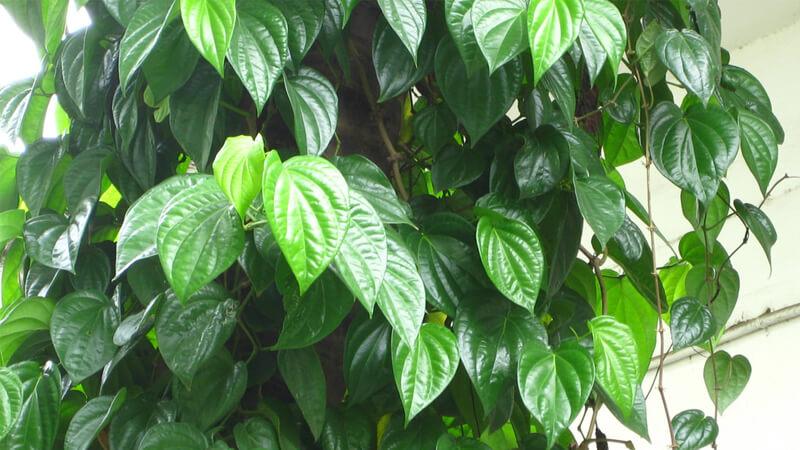 Hướng dẫn cách trồng và chăm sóc cây trầu không một cách đơn giản và hiệu quả.