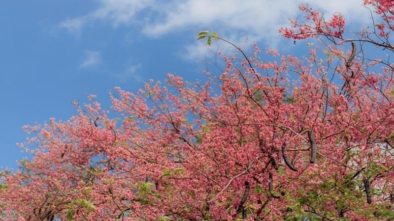 Vẻ đẹp quyến rũ của hoa ô môi miền Tây không chỉ dừng lại ở sự lộng lẫy, mà còn gắn liền với một lịch sử lâu dài và ý nghĩa sâu sắc. Hãy cùng khám phá nguồn gốc và đặc điểm độc đáo của loài hoa này, giúp bạn cảm nhận trọn vẹn vẻ đẹp thiên nhiên.