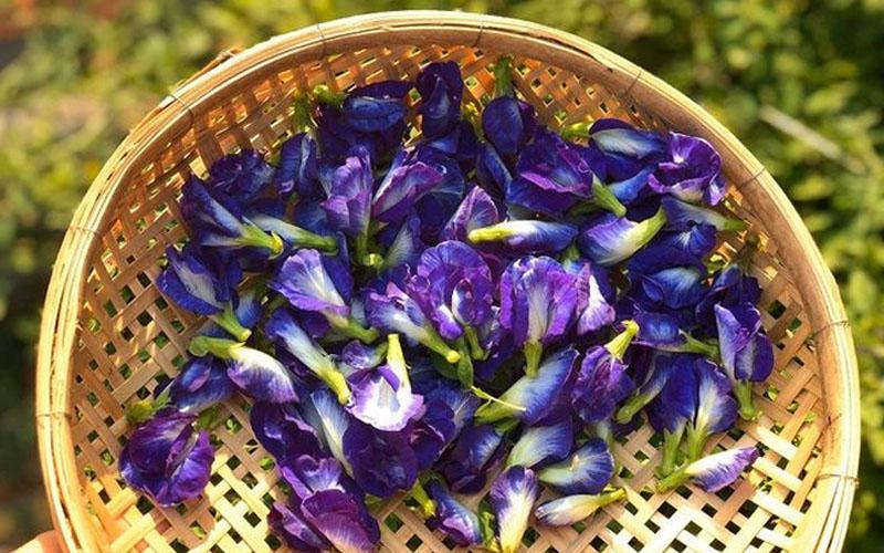 Khám phá công dụng và cách pha trà hoa đậu biếc chuẩn xác nhất