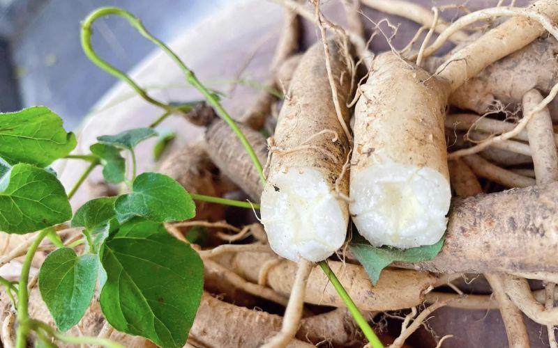 Đẳng sâm là một loại thảo dược quý giá với nhiều công dụng tuyệt vời cho sức khỏe con người. Cùng khám phá những tác dụng của đẳng sâm qua bài viết này.