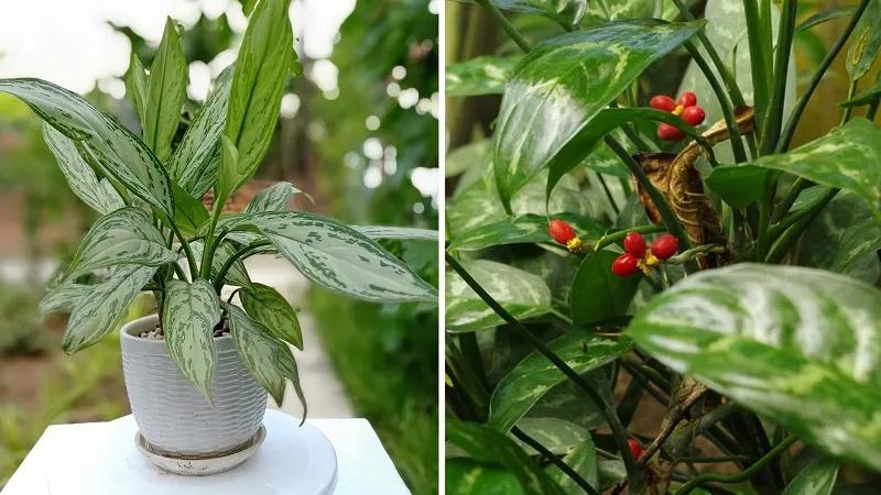 Cây ngân hậu: Ý nghĩa, hình ảnh và cách trồng, chăm sóc tại nhà
