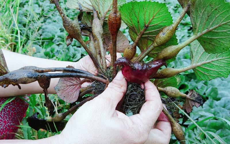 Khám phá thành phần dinh dưỡng và tác dụng chữa bệnh kỳ diệu của củ ấu.