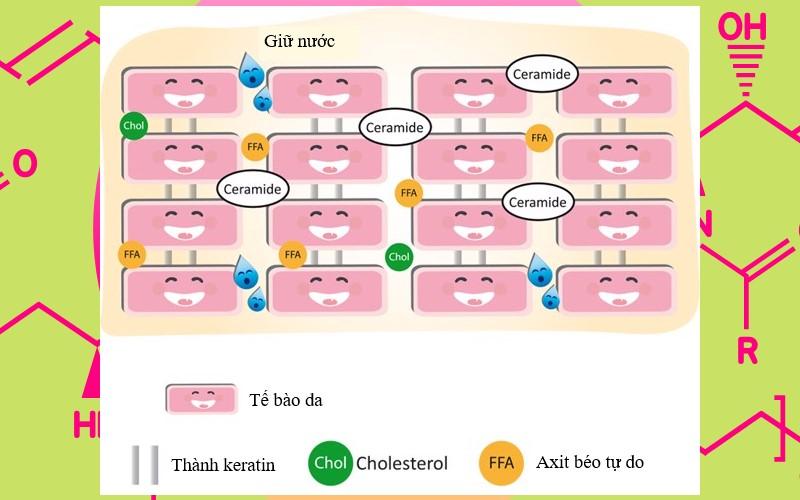 Ceramides là gì? Khám phá công dụng và cách sử dụng ceramides trong việc chăm sóc da
