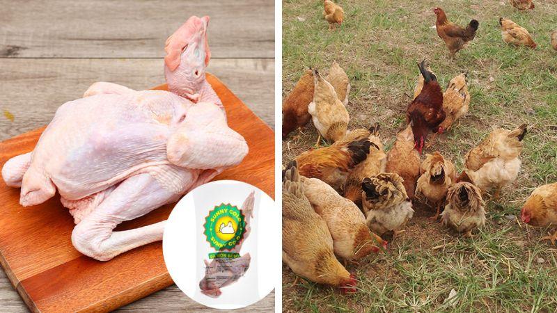 Khám phá những đặc điểm và nguồn gốc độc đáo của gà vườn đất đỏ
