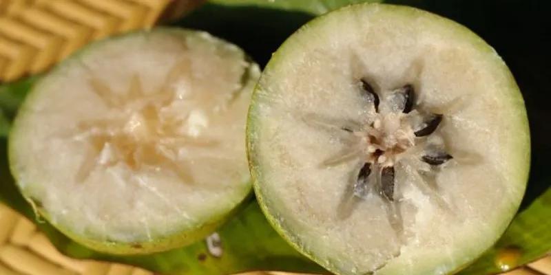 Bí quyết chọn vú sữa thơm ngon và những điều cần lưu ý
