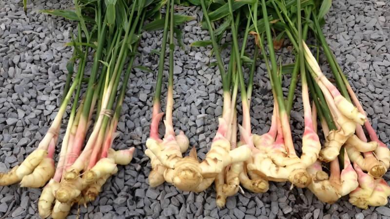 Khám phá những lợi ích tuyệt vời của gừng đối với làn da mà có thể bạn chưa từng nghe đến.