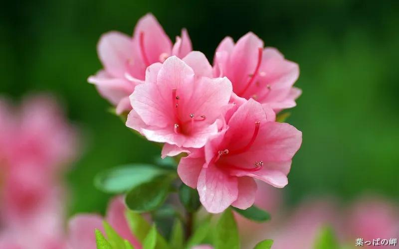 Hoa đỗ quyên: Ý nghĩa đặc biệt, công dụng hữu ích và cách trồng, chăm sóc dễ dàng