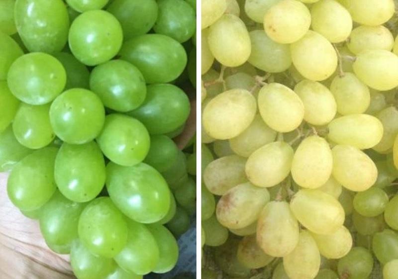 Cách phân biệt nho xanh Ninh Thuận và nho xanh Trung Quốc