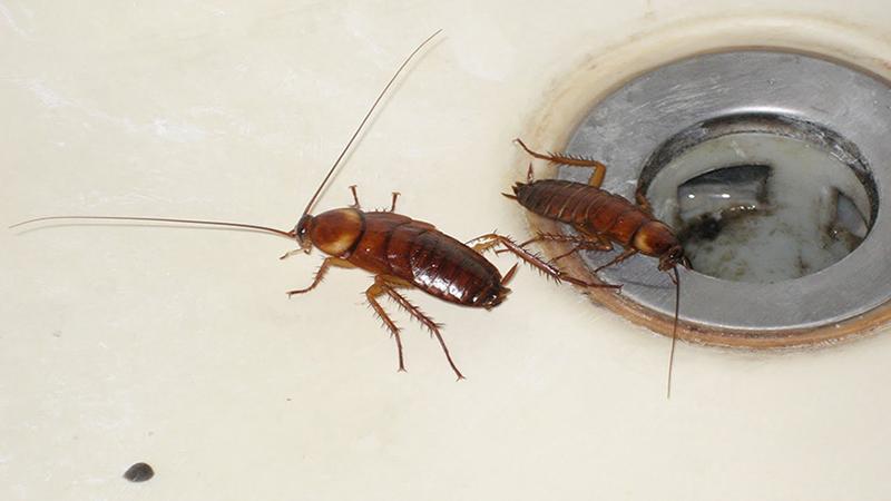 Các biện pháp hiệu quả để ngăn chặn gián từ cống xâm nhập vào nhà trong mùa mưa
