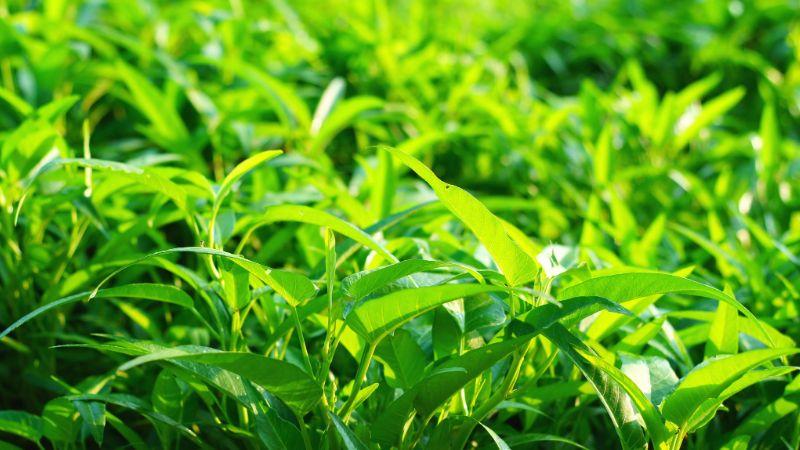 Bệnh nhân tiểu đường có thể sử dụng rau muống trong chế độ ăn uống không? Công dụng của rau muống với người tiểu đường