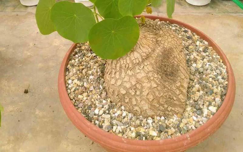 Khám phá công dụng và cách sử dụng củ bình vôi - Một thảo dược quý giá trong kho tàng y học cổ truyền Việt Nam.