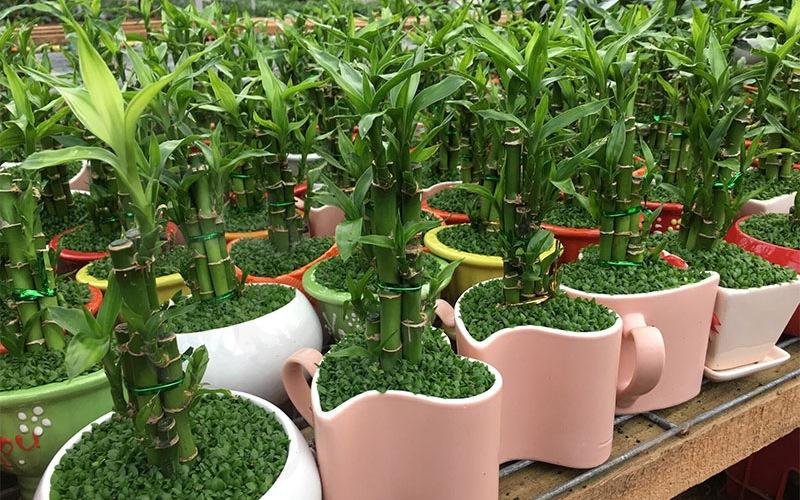 Khám phá top 5 cây trúc kiểng đẹp, lý tưởng để trồng trong không gian nhà ở và văn phòng, được yêu thích bởi vẻ đẹp tự nhiên và sự thanh thoát.