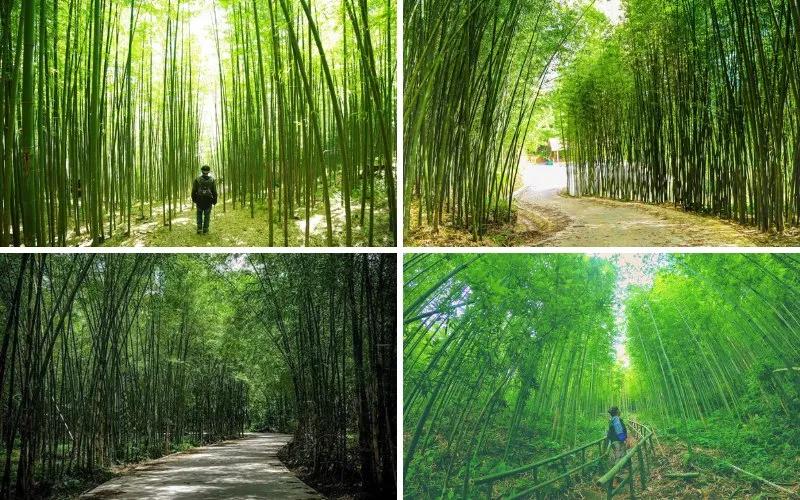Khám phá Cao Bằng, chìm đắm trong không gian xanh mướt của rừng trúc bạt ngàn