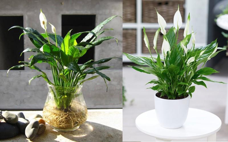 21 loại cây trồng trong nhà không chỉ giúp thanh lọc không khí mà còn mang lại sự ấm áp cho ngôi nhà trong mùa lạnh.