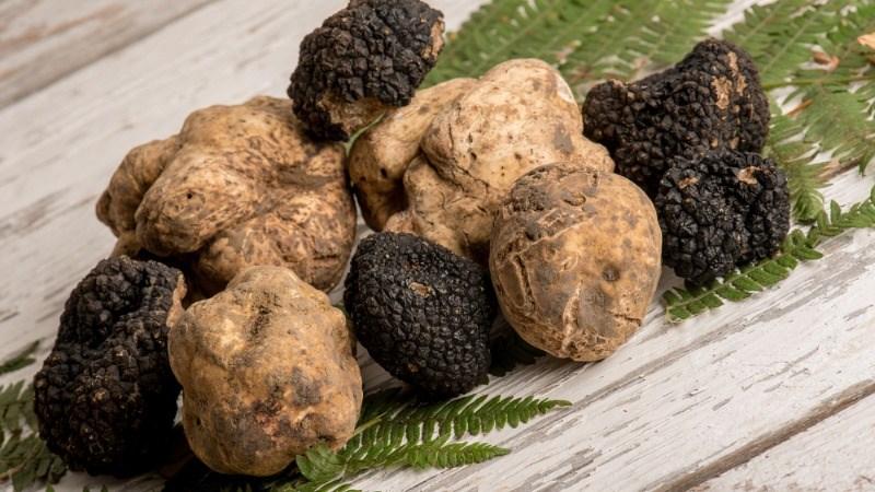 Nấm truffle là gì? Những tác dụng kỳ diệu của nấm truffle, nơi mua và giá trị thực tế của nó như thế nào?