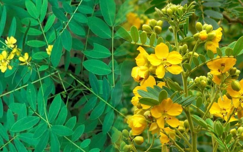 Trà phan tả diệp mang lại những lợi ích tuyệt vời cho sức khỏe. Hãy cùng tìm hiểu về tác dụng của trà này và cách pha trà phan tả diệp thơm ngon để tận hưởng những điều kỳ diệu từ thiên nhiên.