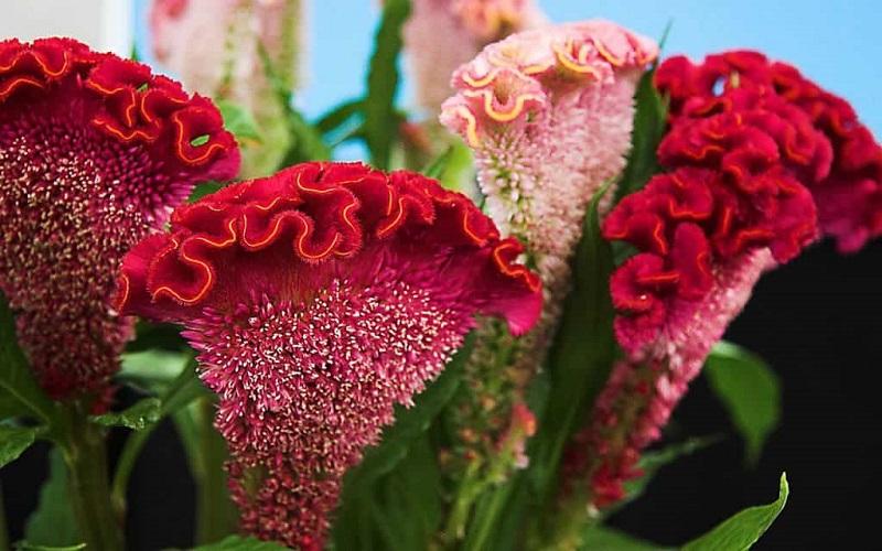 Hoa mào gà: Truyền thuyết, ý nghĩa, cách trồng và công dụng tuyệt vời
