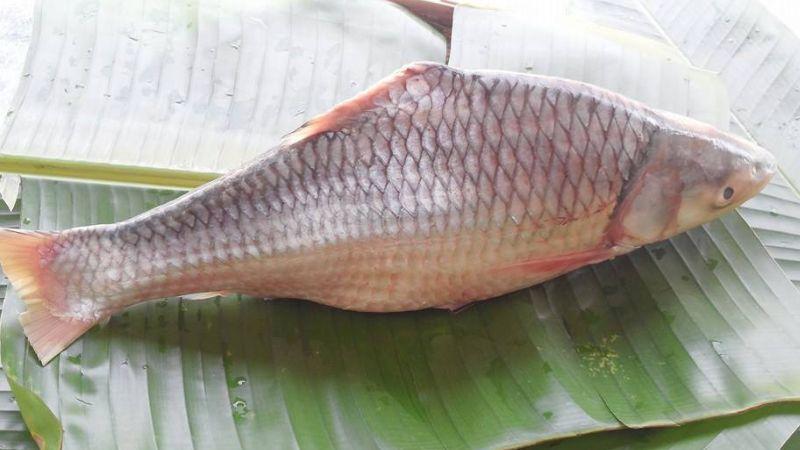 Cá cóc là loài cá nào? Mua cá cóc ở đâu và mức giá hiện nay là bao nhiêu?