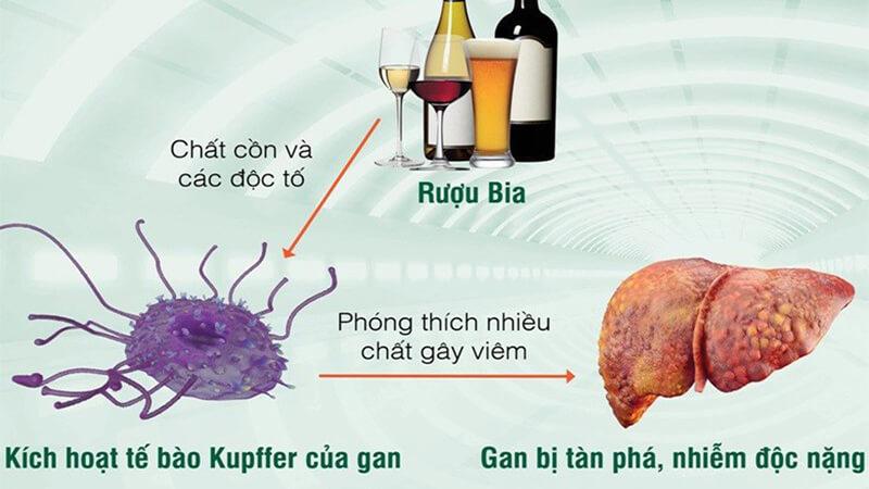 Ngộ độc rượu là tình trạng nghiêm trọng xảy ra khi cơ thể hấp thụ một lượng cồn vượt quá khả năng chịu đựng, dẫn đến các triệu chứng đáng lo ngại. Vậy ngộ độc rượu có biểu hiện như thế nào và cách xử lý ra sao khi gặp phải tình huống này?