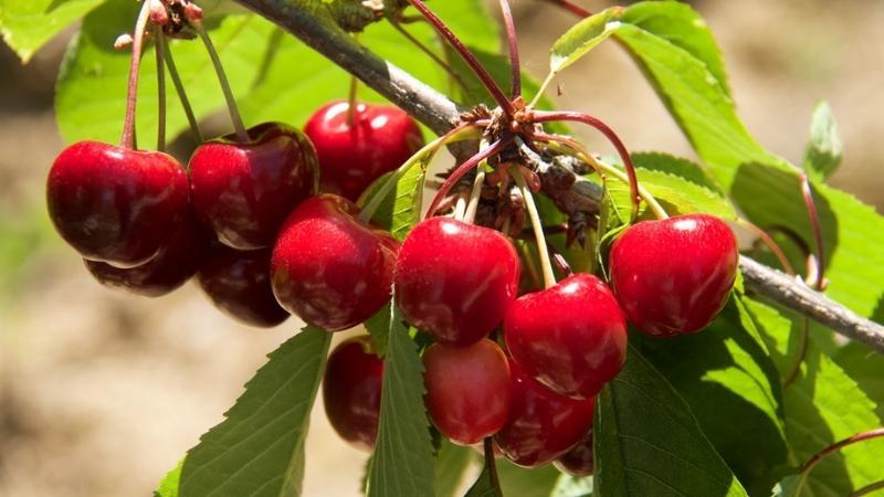 Mùa thu hoạch Cherry thường bắt đầu vào tháng nào?
