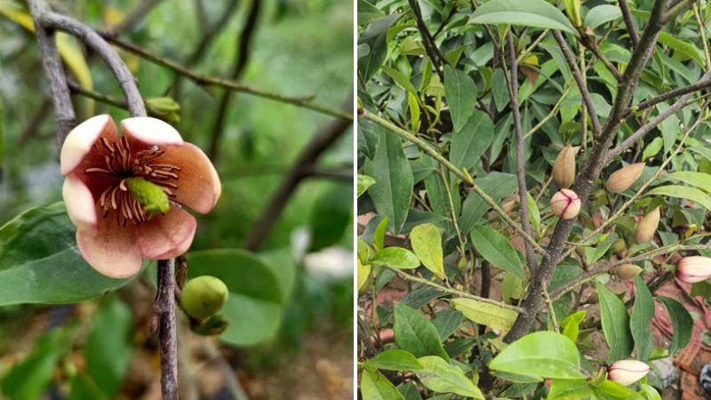 Hoa hàm tiếu là một loài hoa mang vẻ đẹp nhẹ nhàng và đầy cuốn hút. Cùng tìm hiểu về đặc điểm, ý nghĩa và những hình ảnh tuyệt đẹp của hoa hàm tiếu trong bài viết này.