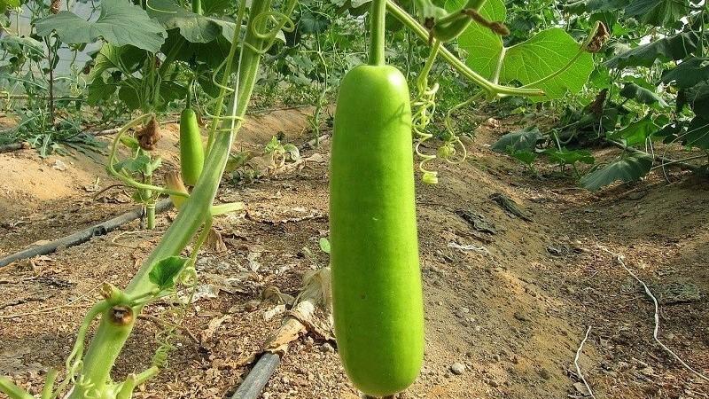 Một quả bầu chứa bao nhiêu calo? Khám phá giá trị dinh dưỡng và những công dụng tuyệt vời của quả bầu.