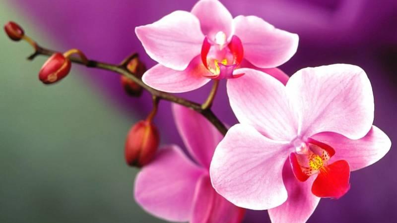 Khám phá 20 loài hoa đẹp nhất trên thế giới, trong đó có một loài nổi bật mà bạn có thể dễ dàng tìm thấy ở Việt Nam.