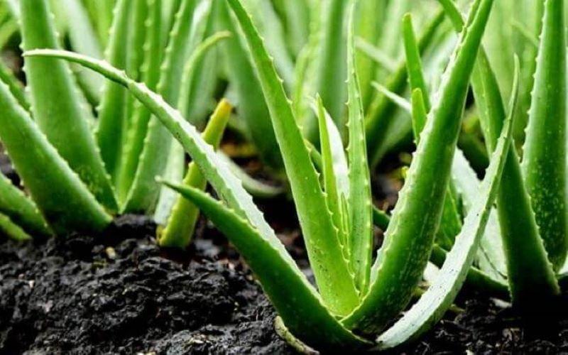 Aloe vera và những lợi ích tuyệt vời cho làn da của bạn