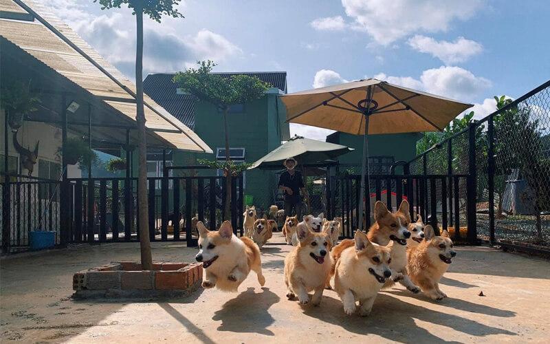 Khám phá mô hình nuôi chó cảnh để làm giàu tại Việt Nam