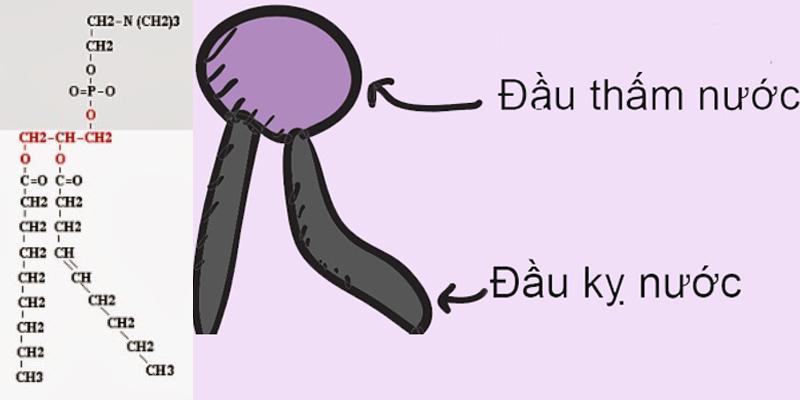 Phospholipid và phosphatite là những chất gì và chúng có vai trò như thế nào trong cơ thể? Hãy cùng tìm hiểu rõ hơn về chúng.