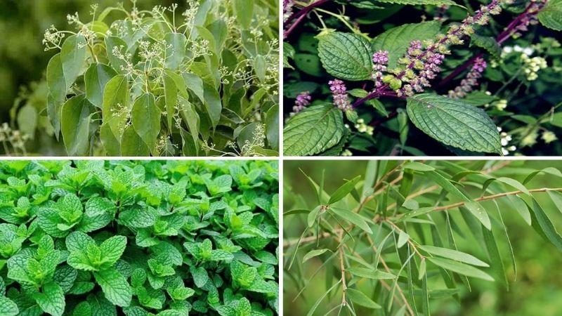Liệu bà bầu có thể sử dụng dầu gió?