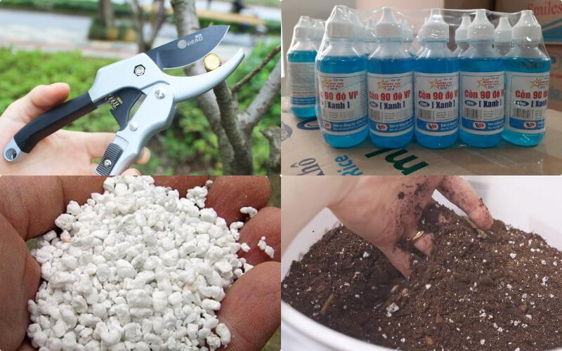 Khám phá phương pháp nhân giống trầu bà lá xẻ đơn giản, lý tưởng cho những ai yêu thích cây kiểng. Đây là cách giúp bạn dễ dàng nhân giống loài cây này tại nhà.