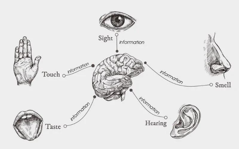Tại sao khi nhìn thấy món ăn chua, nước miếng lại chảy ra tự động?