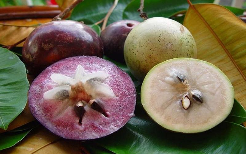 Bà bầu có thể ăn vú sữa không? Khám phá những lợi ích tuyệt vời của vú sữa đối với mẹ và thai nhi.