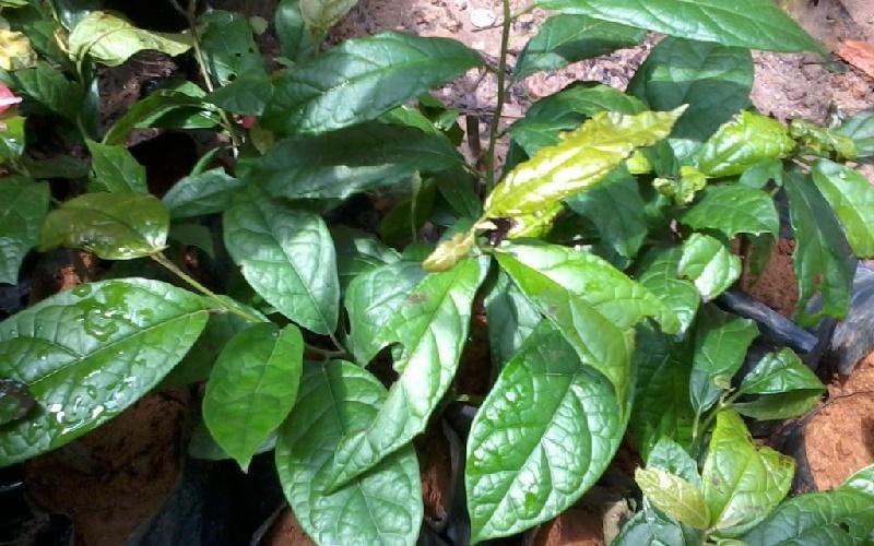 Khám phá công dụng, tác hại và cách sử dụng cây xạ đen