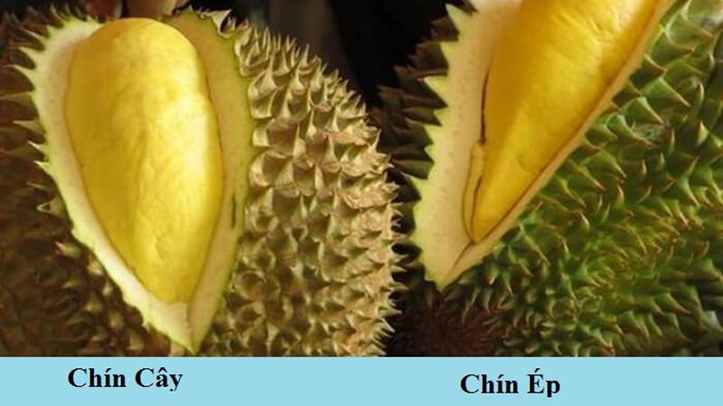 Dấu hiệu nhận biết sầu riêng đã chín tự nhiên dễ dàng nhận ra qua một số đặc điểm nổi bật. Hương thơm ngọt ngào, vỏ chuyển màu vàng và các gai vươn ra rộng hơn. Khi chín đúng độ, sầu riêng sẽ mềm vừa phải và không bị quá cứng hay quá mềm.