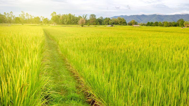 Giá gạo Sóc Thái hôm nay (17/11/2023) đã tăng thêm 1000 đồng/kg, tạo dấu ấn mới trên thị trường lúa gạo.